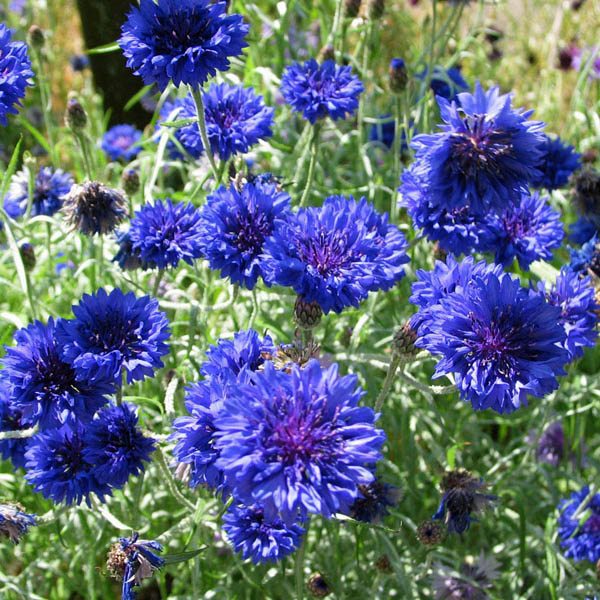 100 Centaurea Cyanus Blue Boy Seeds 100 Seeds Blue Cornflower/Corn Flower