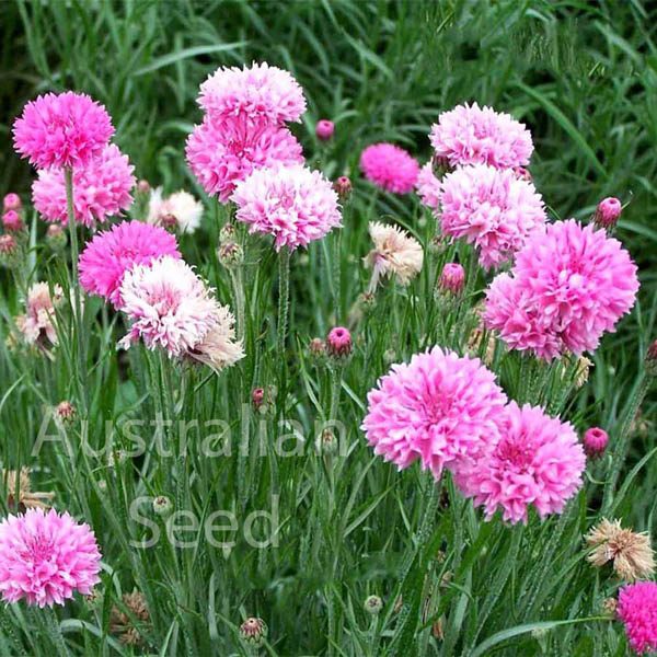 BALL 1100 seeds Cornflower tall double WHITE Ball+4"FREE PLANT LABEL 