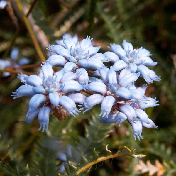 Conospermum caeruleum - Wikipedia