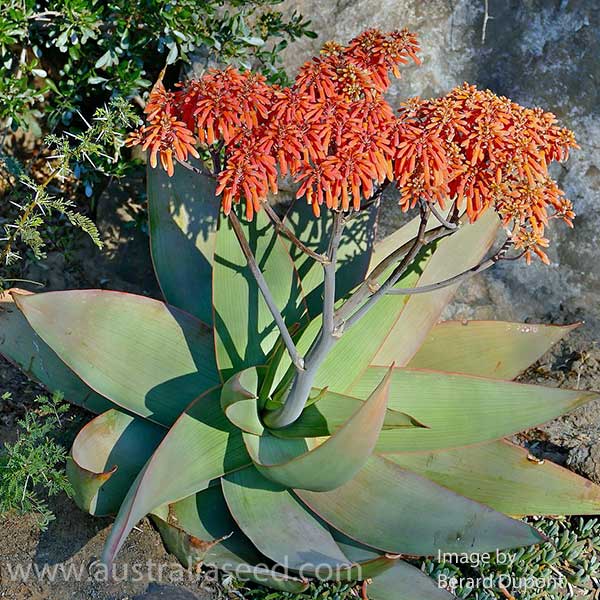 Aloe striata CORAL ALOE SEEDS Africa Red Flowering Succulent Medicinal 50 