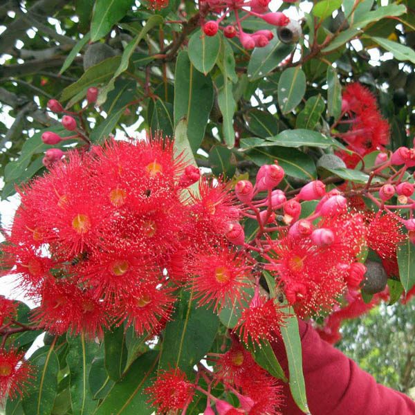 10 seeds Eucalyptus Corymbia ficifolia red 