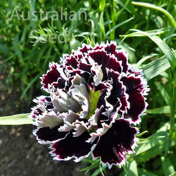 Black Dianthus Seeds Heirloom Flowers 50ct Heddewigii Black Flowers Seed 
