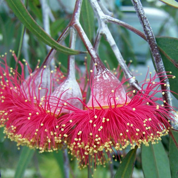 EUCALYPTUS caesia ssp mangna - Eucalyptus – Australian Seed