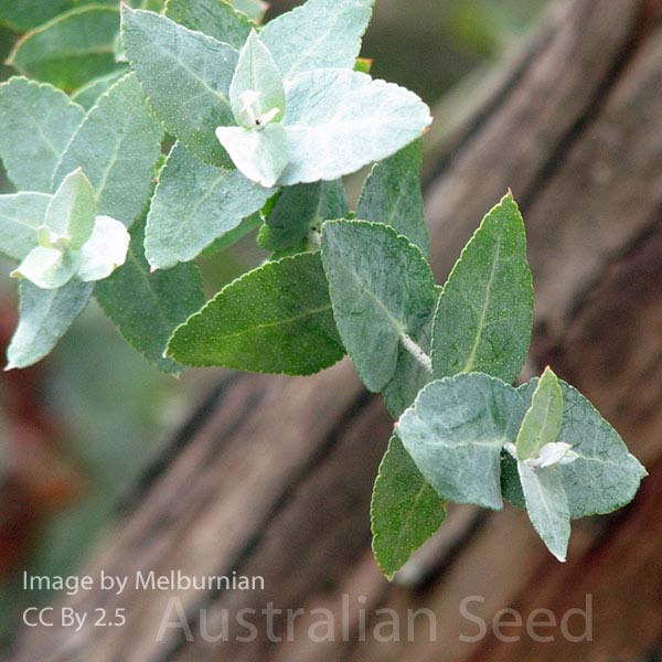 G244 SILVER GUM SEEDS SEMILLA Eucalyptus Crenulata 25 graines de Gommier Argenté 