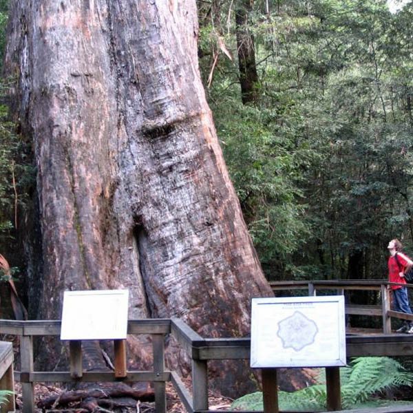 Eucalyptus Regnans Seeds Australian Mountain Ash Fast Growing Flowering Tree 20