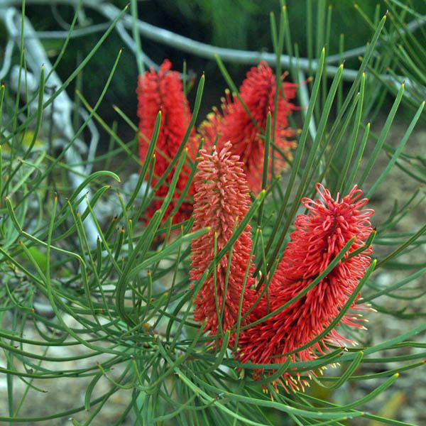 HAKEA bucculenta Hakea Australian Seed