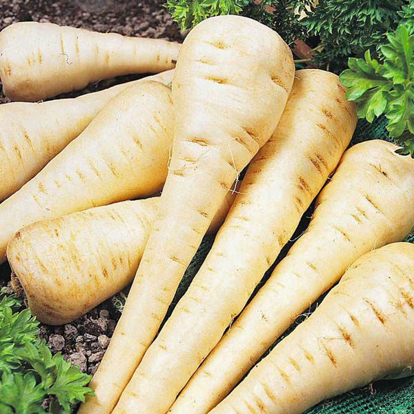 Vegetable Seeds for Planting Outdoor Gardens Heirloom & Non-GMO Hollow Crown Parsnip Seeds 3 Grams Approx. 300 Seeds Planting Instructions Included 