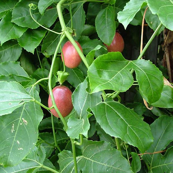 Wallpaper Passionfruit Panama Red Passiflora Passionfruit Australian Seed For iPhone Free