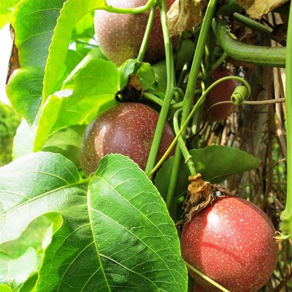 Get Wallpaper Passionfruit Panama Red Passiflora Passionfruit Australian Seed Free