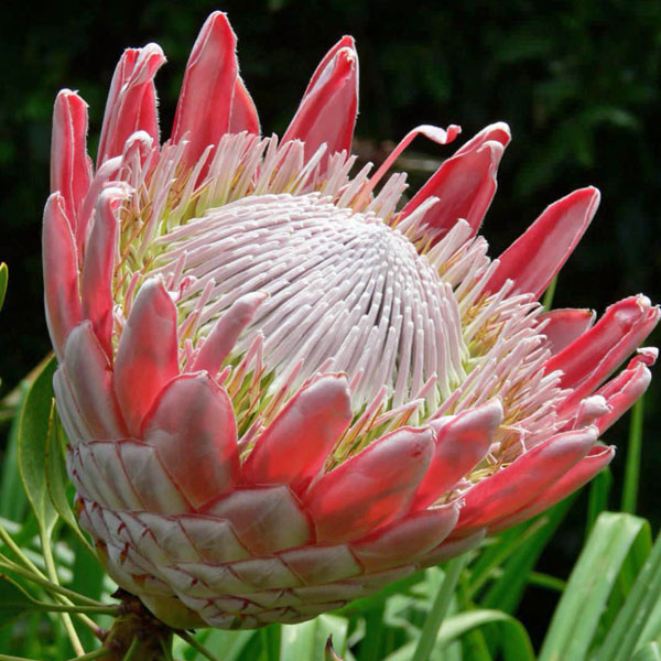 Buy PROTEA cynaroides, King Protea, seed collection – Australian Seed
