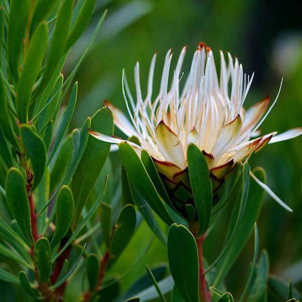 PROTEA lanceolata - View All Exotic – Australian Seed