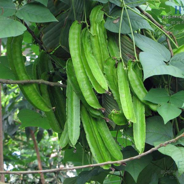 bean winged beans tetragonolobus australian australianseed