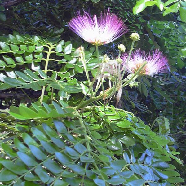 10 Fresh Seeds Brazilian RAIN TREE-Samanea Saman-VERY EXOTIC 
