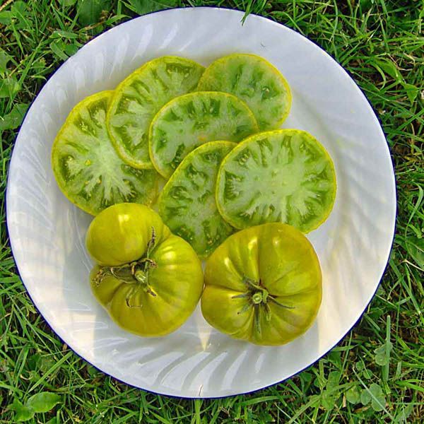 Tasty Evergreen Heirloom Tomato