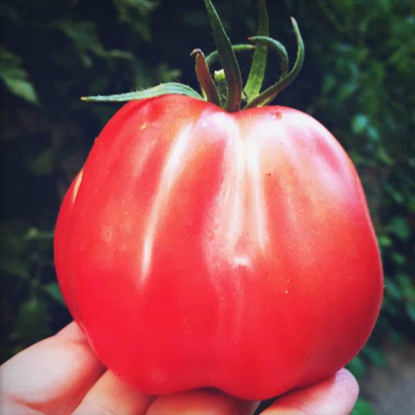 TOMATO Oxheart Pink - Tomato – Australian Seed