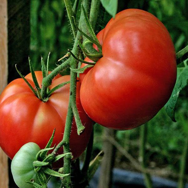TOMATO Australian Red - Tomato – Australian Seed