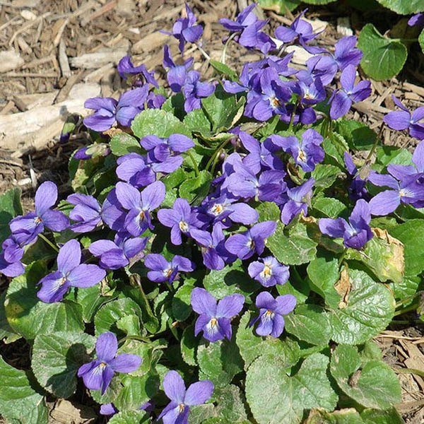 Aamish 100 Viola Odorata Queen Charlotte Flower Seeds